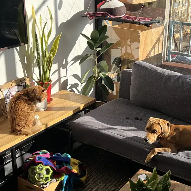 Luffy y Miel Mufasa tomando sol en el living